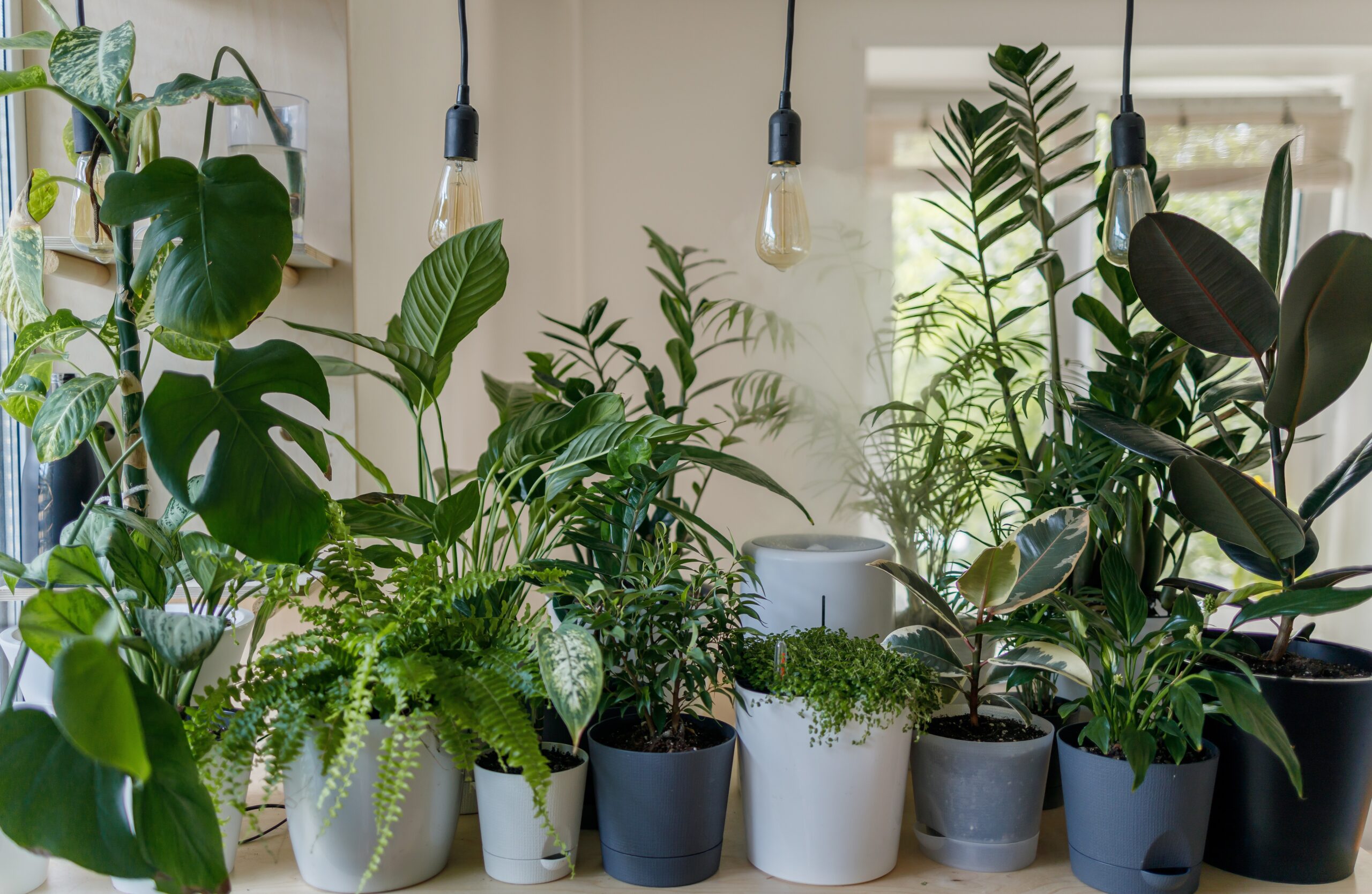 Growing green: tips for a more eco-friendly houseplant collection