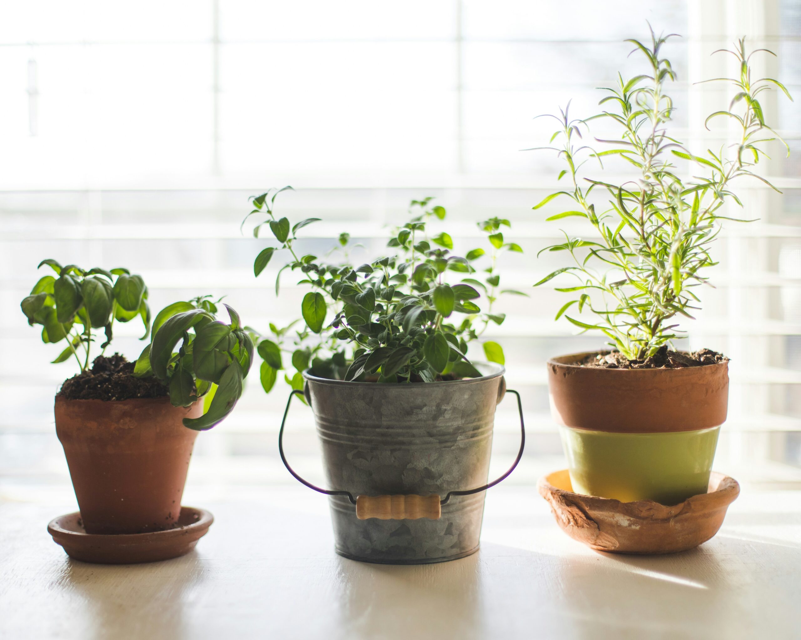 “No yard? No problem! Tips for growing food indoors